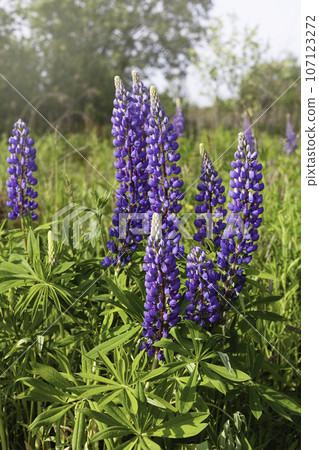 Close up purple lupines blossom. Beautiful sunny rural meadow. Copy space, quiet living landscape. Calmness and serenity, natural background. 107123272