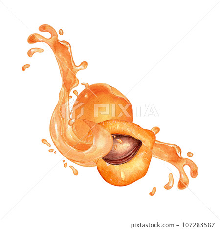 Watercolor illustration with whole apricots, segment fruit on splashing juice isolated on white. Apricot pit, fruits levitation, nectarine hand drawn. Design element for package, oil, cosmetic, menu 107283587