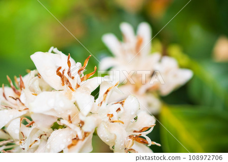 White coffee flowers in green leaves tree plantation close up 108972706