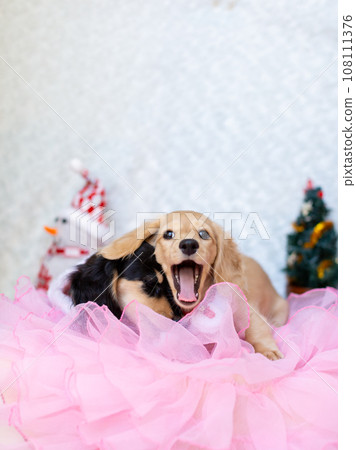 Puppy Kaninhen Dachshund dressed up in Christmas costume 108111376