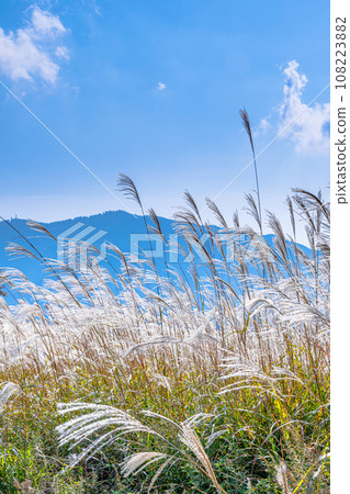 Katsuragi Plateau, where pampas grass is at its peak, a group of pampas grass blooming with Mt. Kongo in the background (vertical) ① 108223882