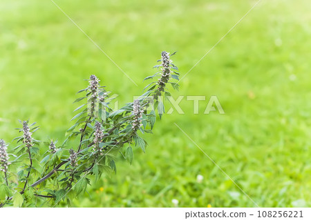 Motherwort flowers in bloom. Medical plant 108256221