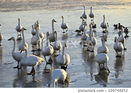 Flight of swans, Utsunomiya, Tochigi Prefecture 109748852