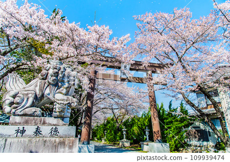 山梨櫻花盛開的富士禦室淺間神社～表參道大鳥居～ 109939474