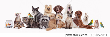 Collage made with different animals sitting against white background. Fish, turtle, chinchilla, ferret, cat, parrot, rabbit, hamster, raccoon 109057031