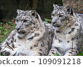 Pair of snow leopards (Panthera uncia) 109091218