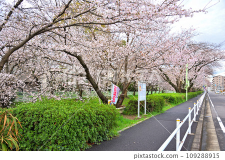 [Aichi Prefecture] Cherry blossom trees in Horikawa (Kurokawa), Kita Ward, Nagoya City 109288915