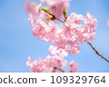 Cherry tree in full bloom  109329764