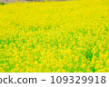 Rape blossoms 109329918