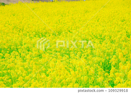 Rape blossoms 109329918