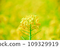 Rape blossoms 109329919