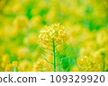 Rape blossoms 109329920