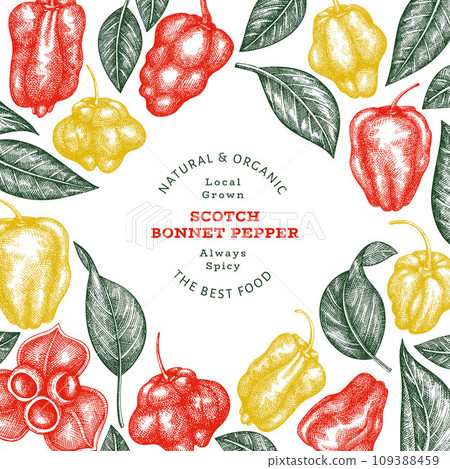 Hand drawn sketch style scotch bonnet pepper banner. Organic fresh vegetable vector illustration. Retro cayenne pepper design template 109388459