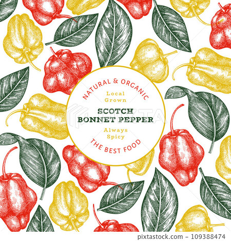 Hand drawn sketch style scotch bonnet pepper banner. Organic fresh vegetable vector illustration. Retro cayenne pepper design template 109388474