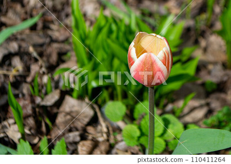 Spring Tulips in bloom with red and green colors. 110411264