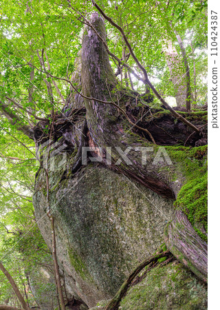 Yakushima Offshore Alps Forest (August) Yakusugi, where the god dwells, covers the huge rock 110424387