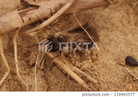 Closeup on a male of the endangered nycthemeral mining bee, Andrena nycthemera coming out of it's underground nest 110903577