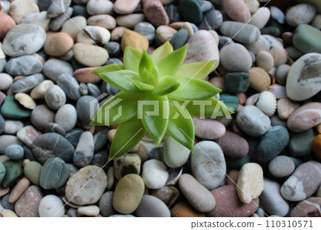 Succulent Leaves Of Single Jade Plant Growing On A Stone Soil  110310571