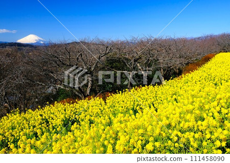 Snow-covered Mt. Fuji towering over the rape blossoms in full bloom in the foreground 111458090