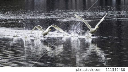 A swan flying up with splashes of water. 111559488