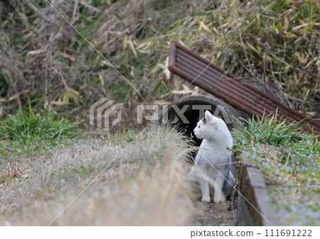 cat playing in the waterway 111691222