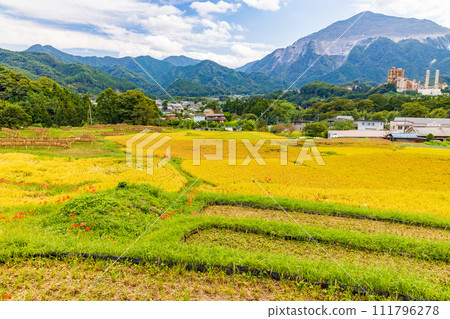 Terasaka terraced rice fields during rice harvesting season in autumn in Yokose Town, Saitama Prefecture 111796278