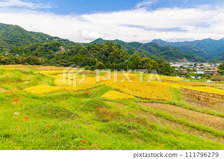 Terasaka terraced rice fields during rice harvesting season in autumn in Yokose Town, Saitama Prefecture 111796279