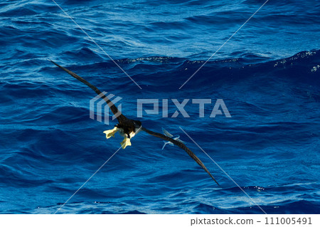 Gannet predation 111005491