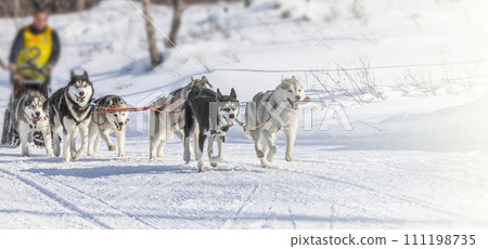 Traditional Kamchatka Dog Sledge Race Elizovsky sprint 111198735