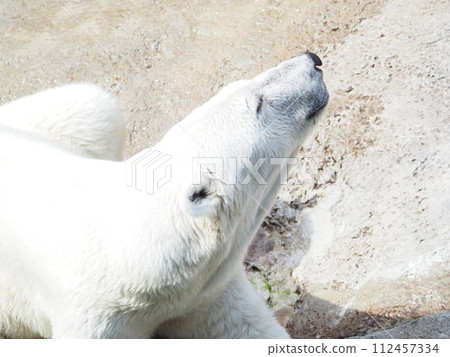 Polar bear lying leisurely 112457334