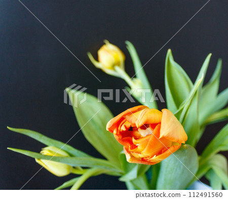 The beauty of a tulip  112491560