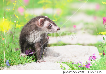 ferret in nature 112744453