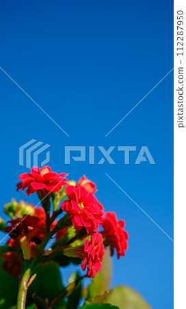 red kalanchoe flower 112287950