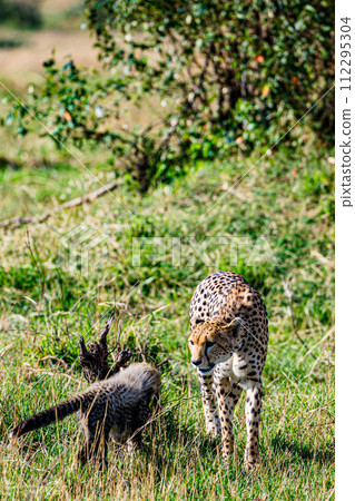 Cheetah Cub Big Five Cat Wildlife Wild Animals Savannah Grassland Wilderness Landscape Great Rift Valley Maasai Mara National Game Reserve Park Narok County Kenya East Africa 112295304