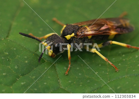 Closeup on a colorful difficult to identify European sawfly, Tenthredo marginella or thompsoni on a green leaf 112303834