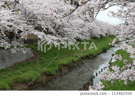 Row of cherry trees 113402504