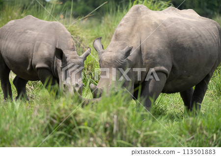 rhino in Uganda 113501883