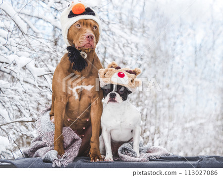 Sweet puppy and cute dog. Closeup, outdoors 113027086