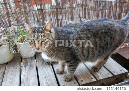 A cat relaxing on the veranda 113146150