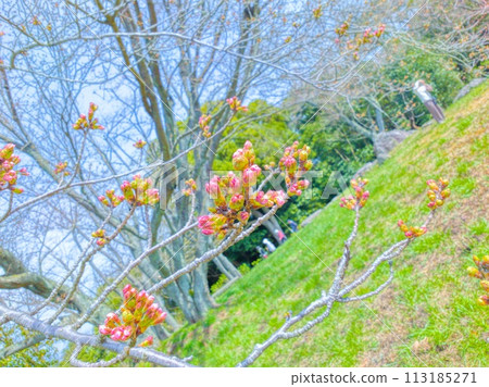 Cherry blossoms that have not yet bloomed_1 113185271