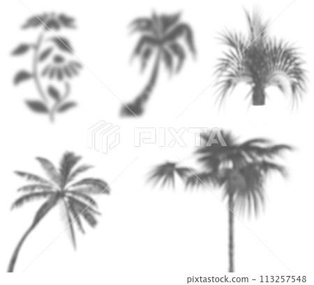 Shadow of the palms tree on transparent background. light effect 113257548