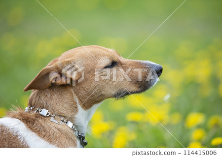 Muzzle of a dog of breed Jack Russell in profile. Beautiful dog in nature. 114415006