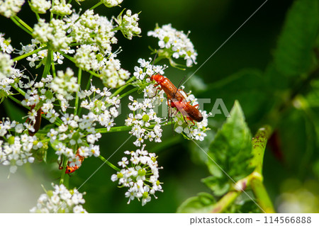 Common red soldier beetle Rhagonycha fulva 114566888