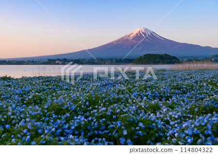 Spring in Lake Kawaguchi and Oishi Park with nemophila and Mt. Fuji 114804322