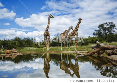 Giraffe in Kruger National park, South Africa 114904144