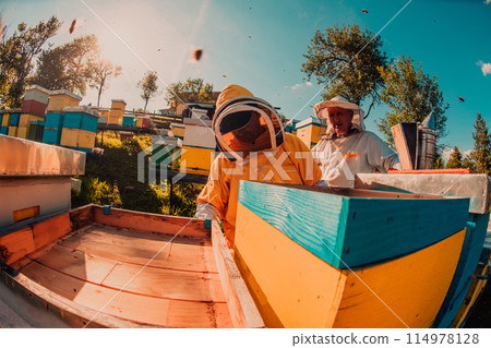 Beekeepers checking honey on the beehive frame in the field. Small business owners on apiary. Natural healthy food produceris working with bees and beehives on the apiary. 114978128