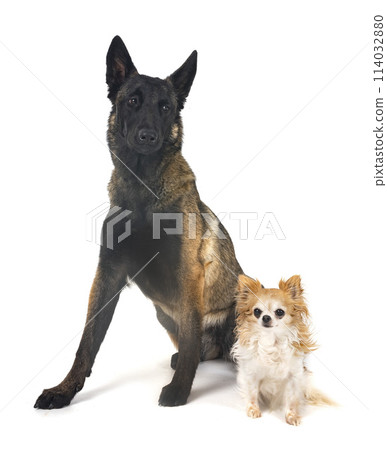 chihuahua and malinois in studio 114032880