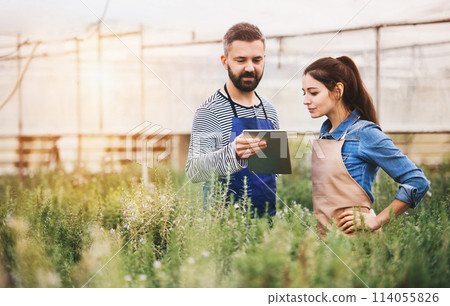 Small greenhouse business. Gardeners looking at order in tablet, preparing flowers and seedlings for customer. 114055826