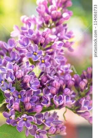 Lilac flower in the garden. Purple lilac bush close up. Violet lilac in bloom. Springtime nature. April nature landscape. Lucky flower of lilac. Beauty in nature. 114068733