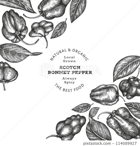 Hand drawn sketch style scotch bonnet pepper banner. Organic fresh vegetable vector illustration. Retro cayenne pepper design template 114089927